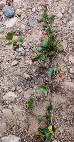 Ribes heterotrichum (Different-pubescent currant) — photo