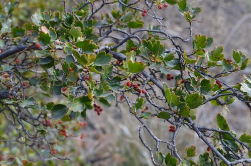 Ribes heterotrichum