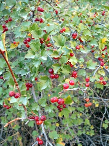 Ribes heterotrichum (Different-pubescent currant) — photo