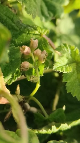 Ribes himalense (Khamar) — photo