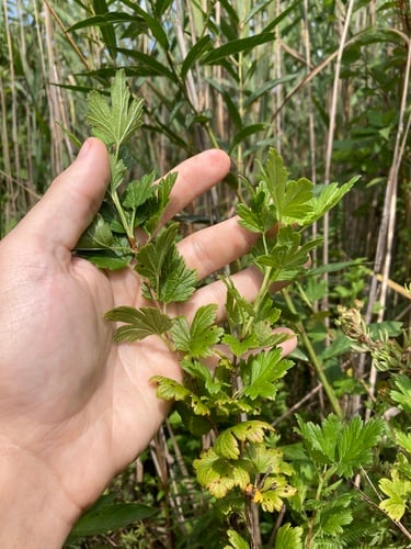 Ribes hirtellum (American Black gooseberry) — photo