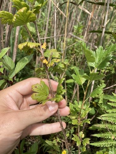 Ribes hirtellum (American Black gooseberry) — photo