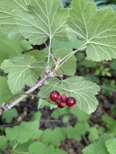 Ribes hispidulum — photo