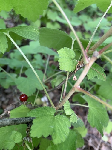 Ribes hispidulum — photo