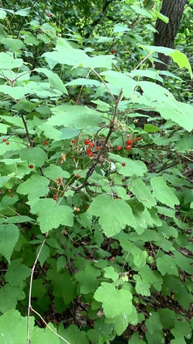 Ribes hispidulum
