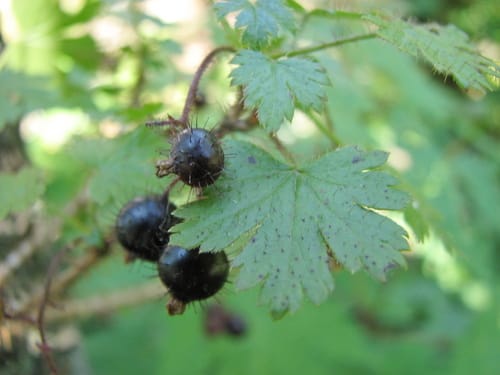 Ribes horridum — photo