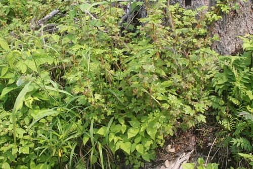 Ribes horridum