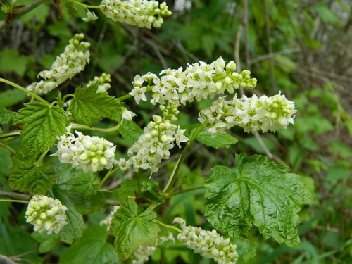 Ribes hudsonianum (Northern Black Currant) — photo