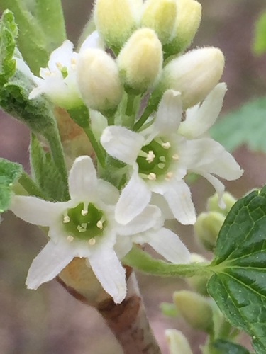 Ribes hudsonianum (Northern Black Currant) — photo