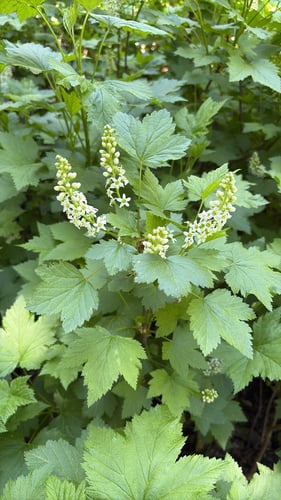 Ribes hudsonianum