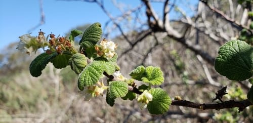Ribes indecorum (White-flowered currant) — photo