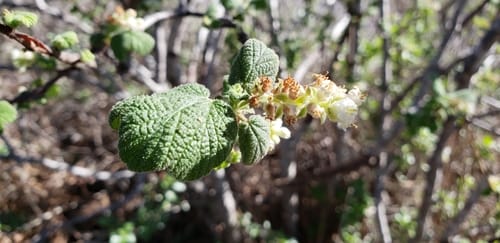 Ribes indecorum (White-flowered currant) — photo