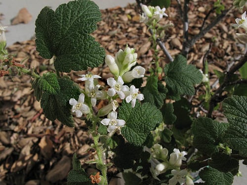 Ribes indecorum