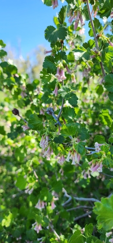 Ribes inebrians (Whisky currant) — photo