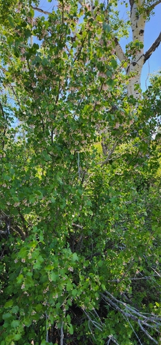 Ribes inebrians var. mescalerium — photo