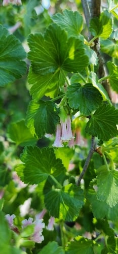 Ribes inebrians