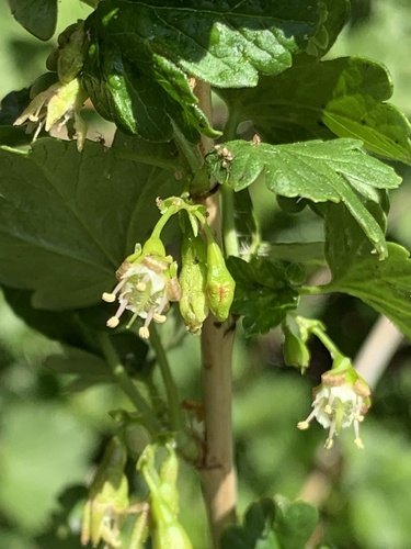 Ribes inerme (Whitestem gooseberry) — photo