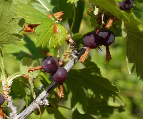 Ribes inerme (Whitestem gooseberry) — photo