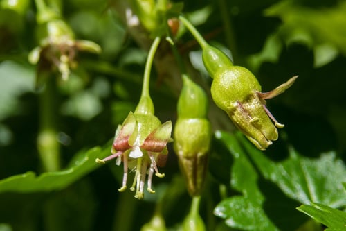 Ribes inerme