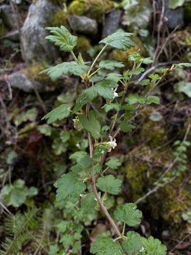 Ribes irriguum (Idaho gooseberry) — photo