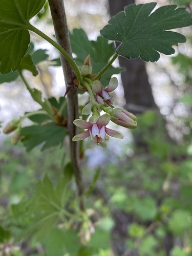 Ribes irriguum (Idaho gooseberry) — photo