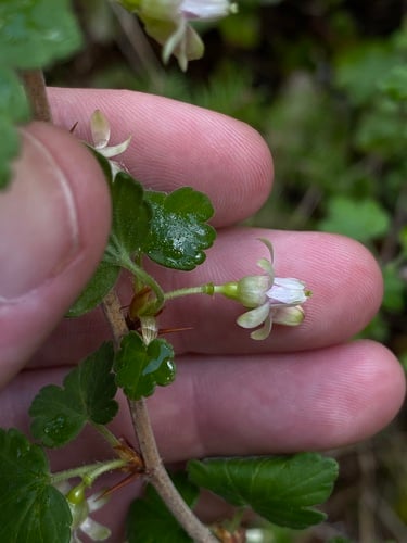 Ribes irriguum