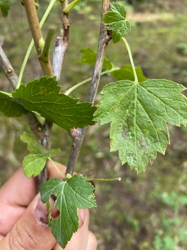 Ribes janczewskii (Yanchevskiy currant) — photo