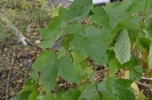 Ribes janczewskii