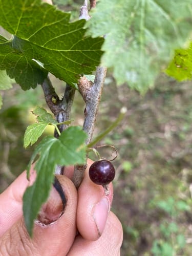 Ribes janczewskii (Yanchevskiy currant) — photo
