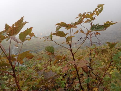 Ribes japonicum — photo
