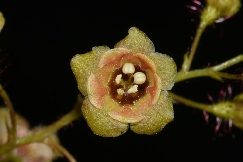 Ribes lacustre (Bristly black currant) — photo
