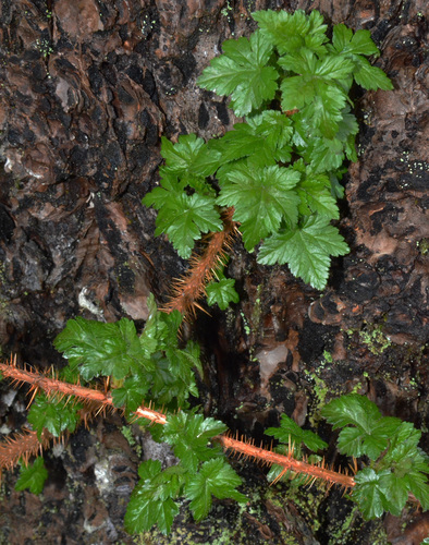 Ribes lacustre (Bristly black currant) — photo