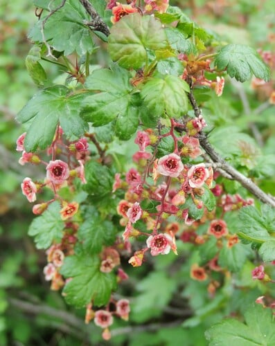 Ribes lacustre