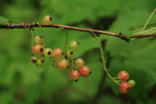 Ribes latifolium — photo