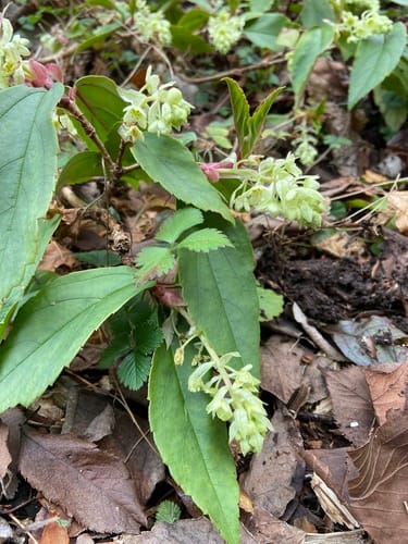 Ribes laurifolium (Laurel-leaved currant) — photo