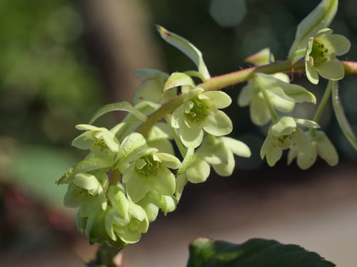Ribes laurifolium