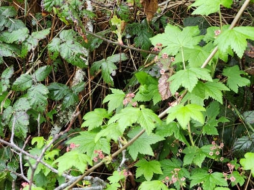 Ribes laxiflorum (White-flowered currant) — photo