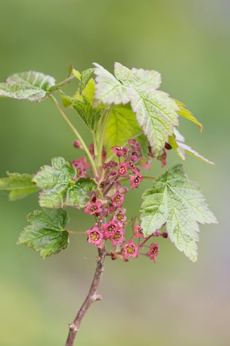 Ribes laxiflorum