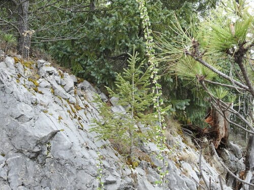 Ribes leptanthum (Trumpet gooseberry) — photo