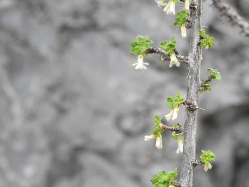Ribes leptanthum (Trumpet gooseberry) — photo