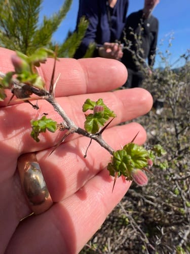 Ribes lobbii (Gummy gooseberry) — photo
