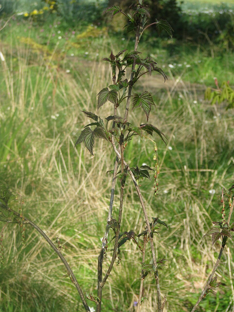 Ribes longiracemosum (Chinese black gooseberry) — photo