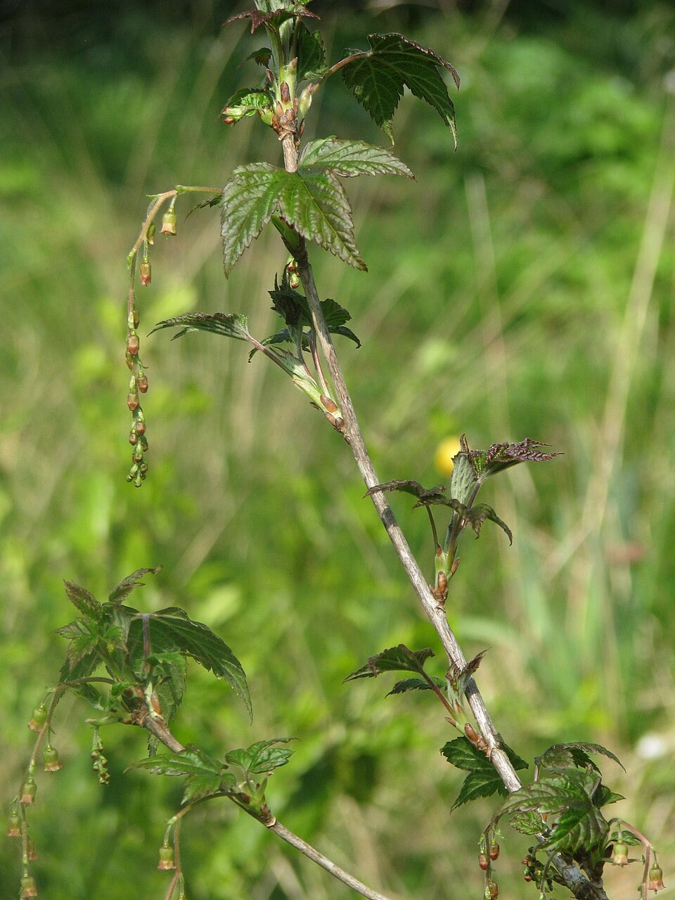 Ribes longiracemosum