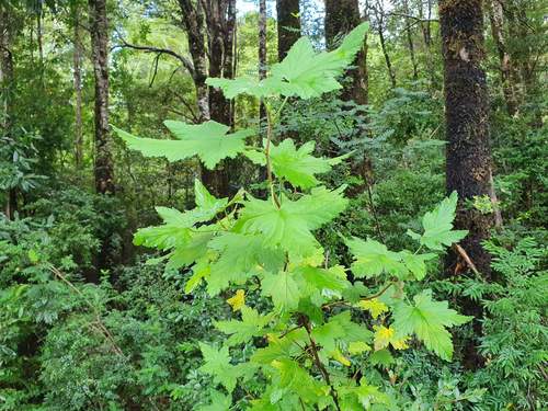Ribes magellanicum (Magellanic currant) — photo