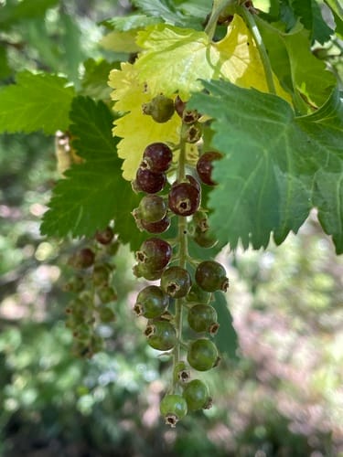Ribes magellanicum (Magellanic currant) — photo