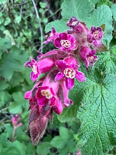 Ribes malvaceum (Chaparral current) — photo