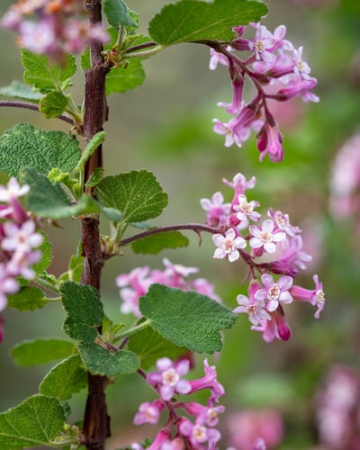 Ribes malvaceum var. indecorum