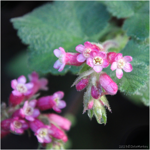 Ribes malvaceum var. indecorum (Whiteflower currant) — photo