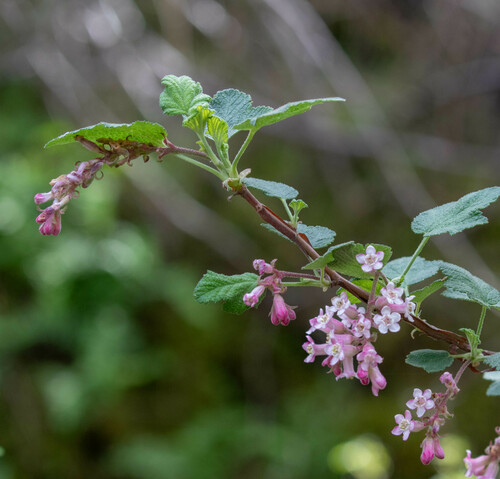 Ribes malvaceum var. indecorum (Whiteflower currant) — photo