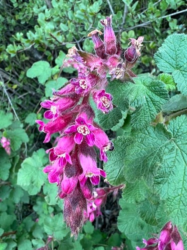 Ribes malvaceum